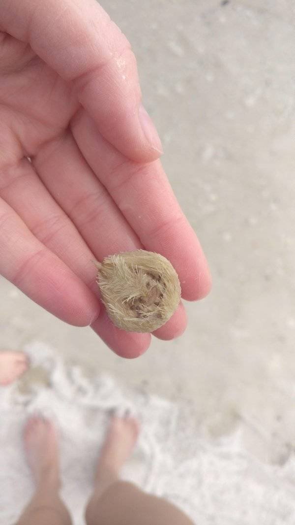 What Are These Things? (20 pics)