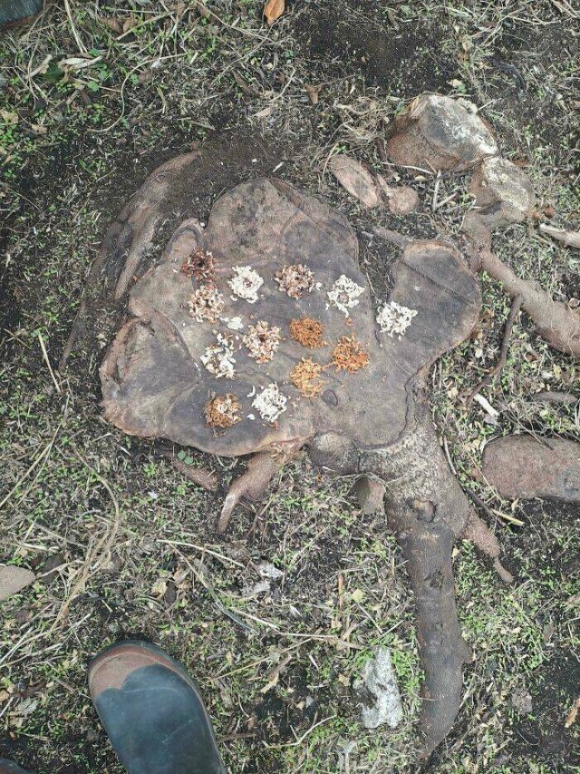 Interesting Finds And Discoveries (24 pics)