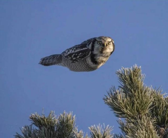 Optical Illusions (33 pics) Optical Illusions (33 pics)