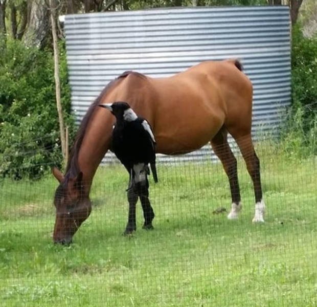 Optical Illusions (33 pics) Optical Illusions (33 pics)