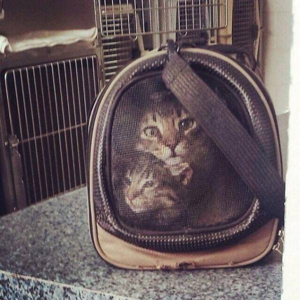 Unexpected Creativity (16 pics)