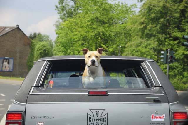 Odd Driving Laws In Different States Of America (49 pics)