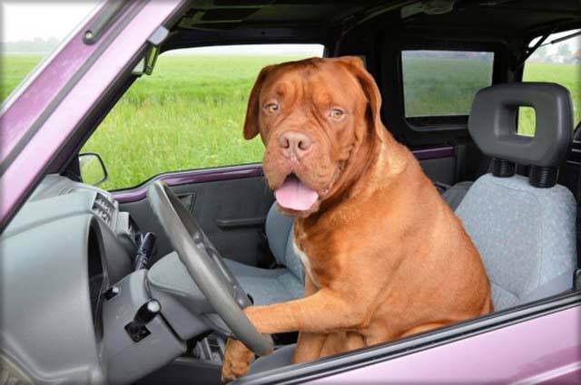 Odd Driving Laws In Different States Of America (49 pics)