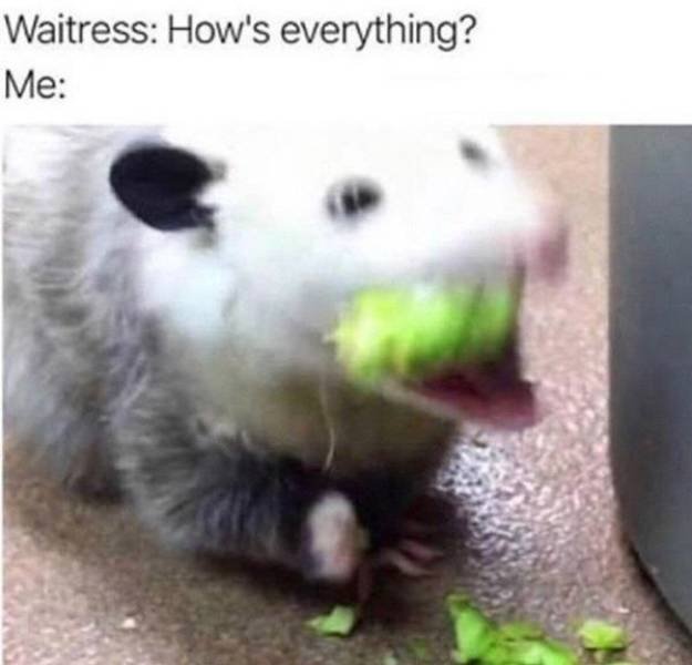 Alcohol Memes (41 pics)
