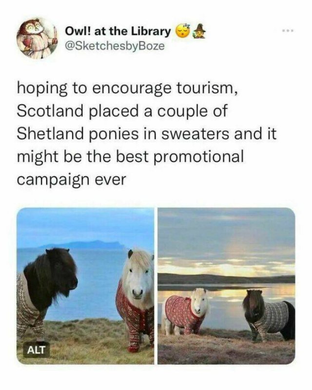Memes With Animals (24 pics)