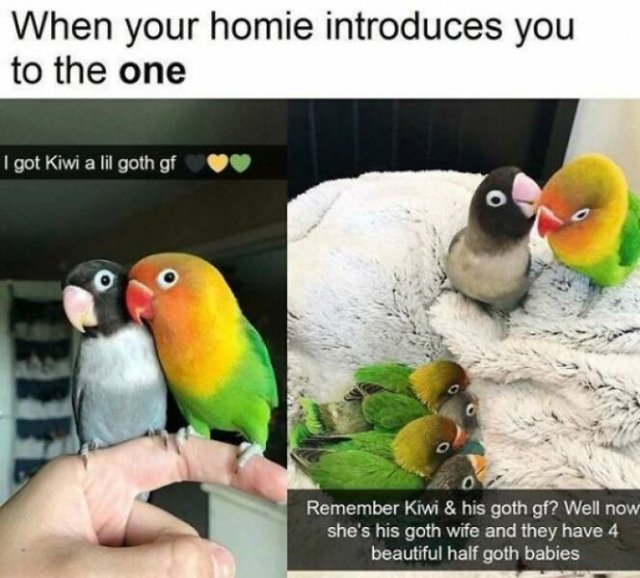 Memes With Animals (24 pics)