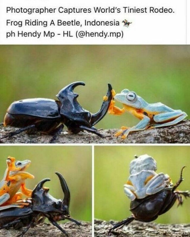 Memes With Animals (24 pics)