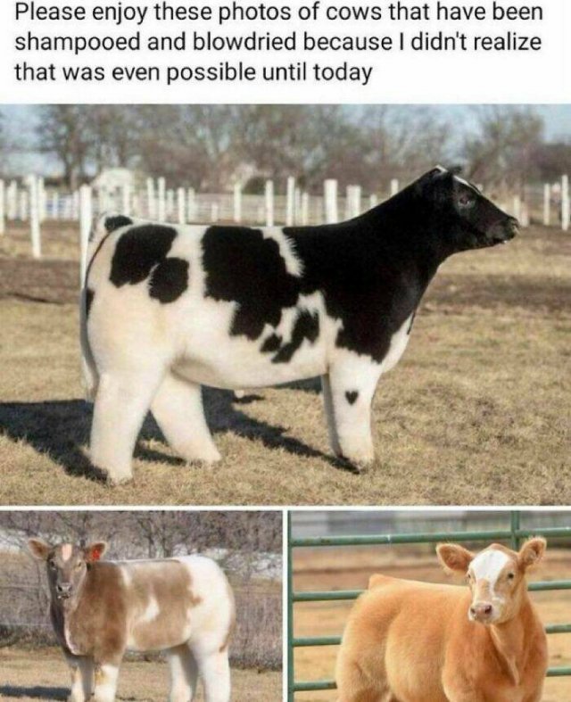 Memes With Animals (24 pics)