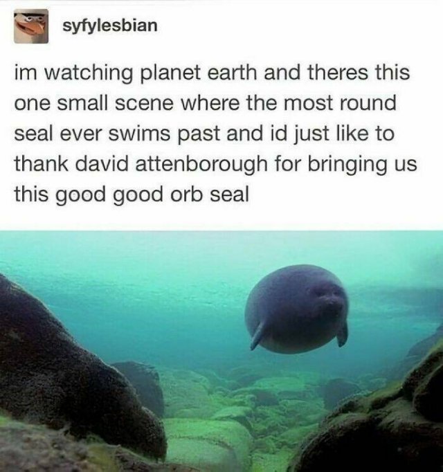 Memes With Animals (24 pics)