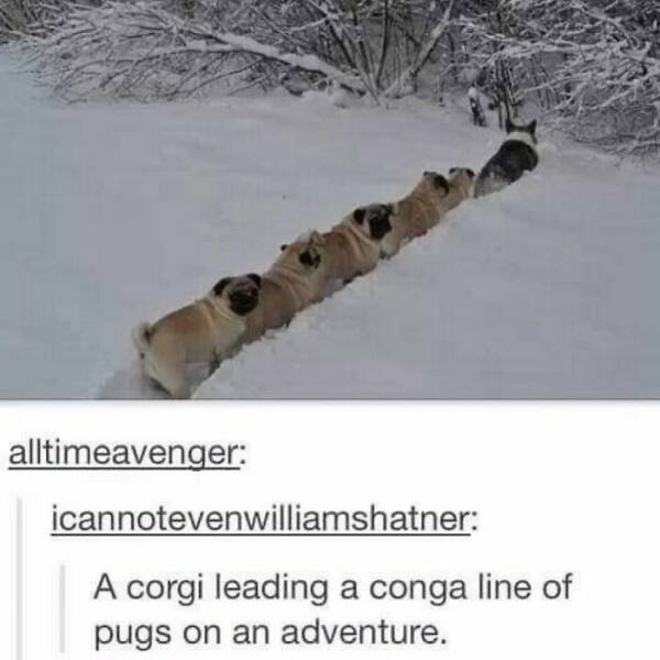 Memes With Animals (24 pics)