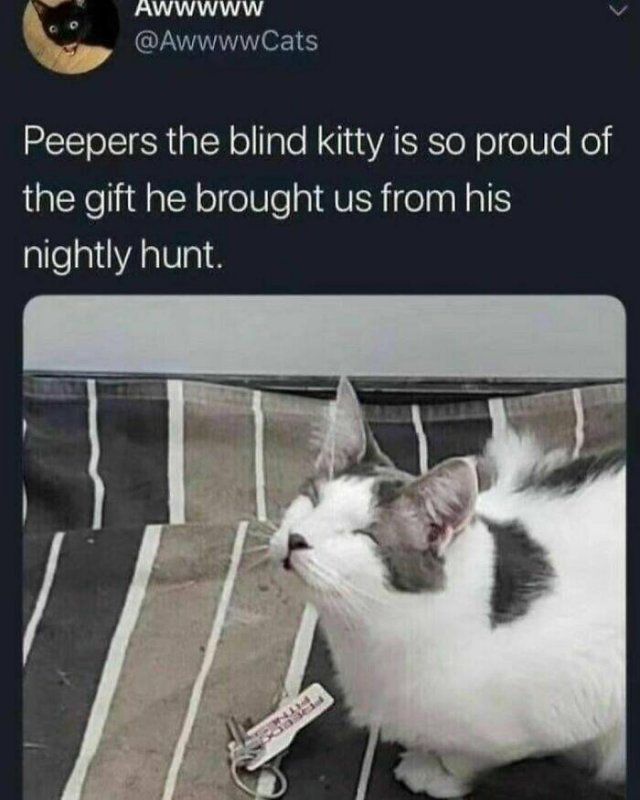 Memes With Animals (24 pics)