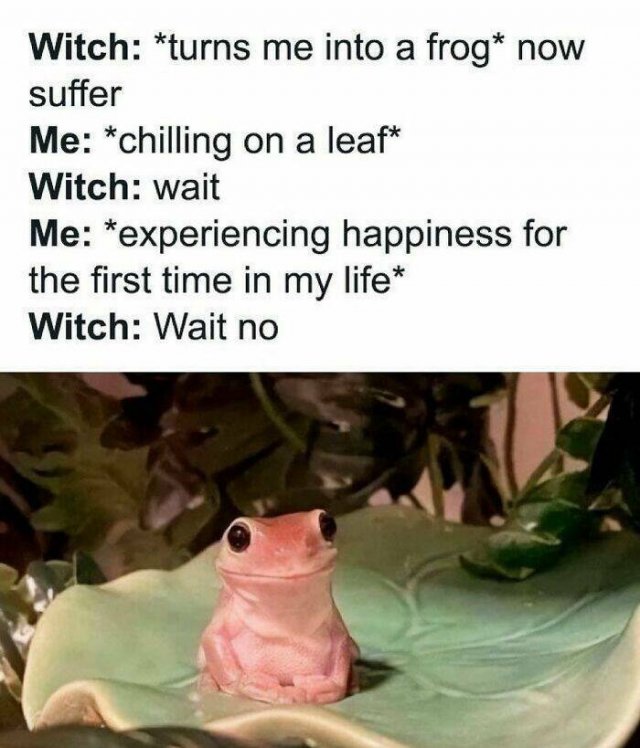 Memes With Animals (24 pics)