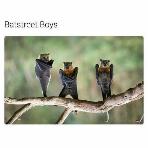 Memes With Animals (24 pics)