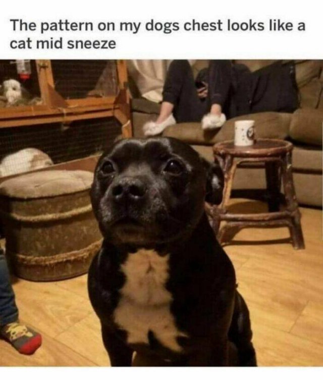 Memes With Animals (24 pics)