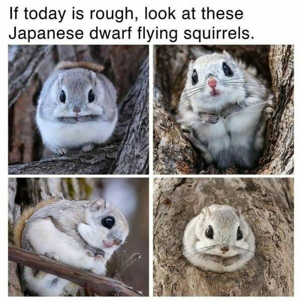 Memes With Animals (24 pics)