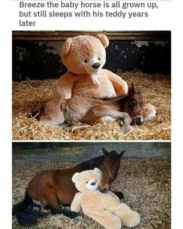 Memes With Animals (24 pics)