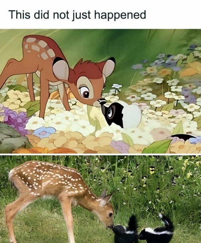 Memes With Animals (24 pics)