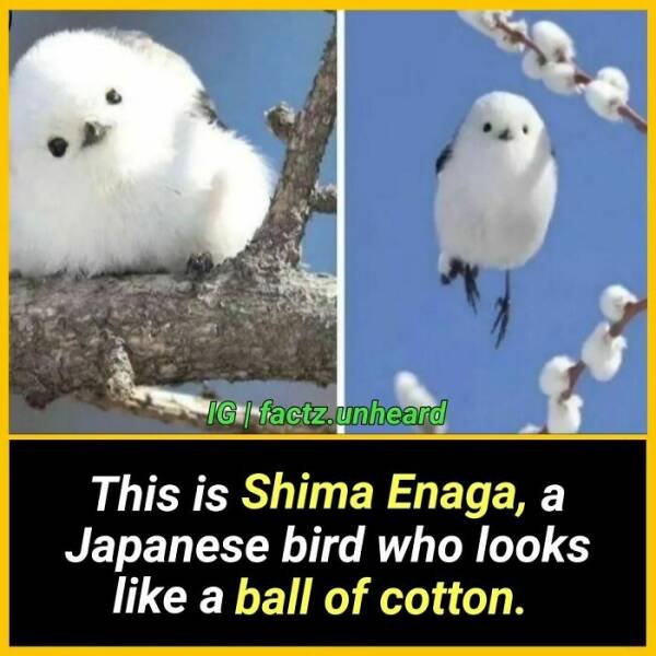 Random Facts (24 pics) Random Facts (24 pics)