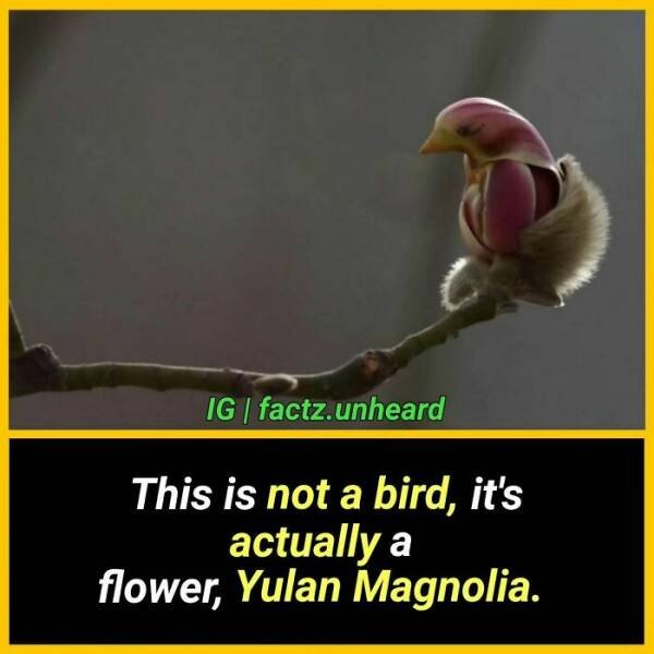 Random Facts (24 pics) Random Facts (24 pics)