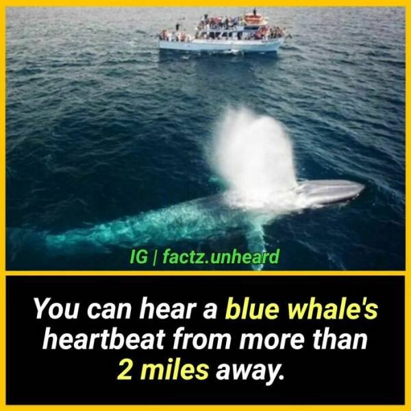 Random Facts (24 pics) Random Facts (24 pics)