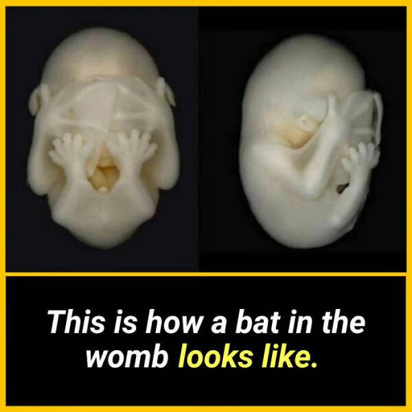 Random Facts (24 pics) Random Facts (24 pics)