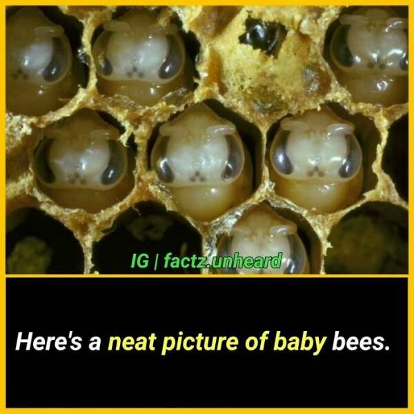 Random Facts (24 pics) Random Facts (24 pics)