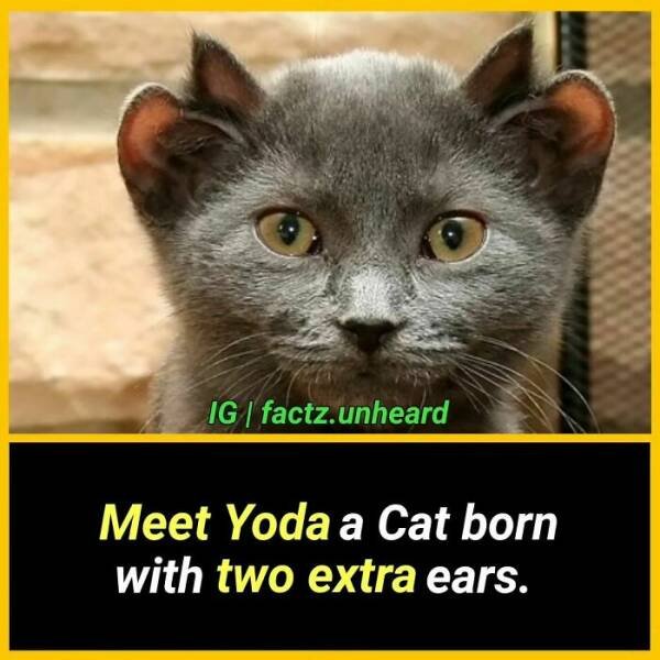 Random Facts (24 pics) Random Facts (24 pics)
