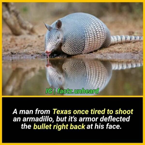 Random Facts (24 pics) Random Facts (24 pics)