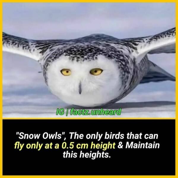 Random Facts (24 pics) Random Facts (24 pics)