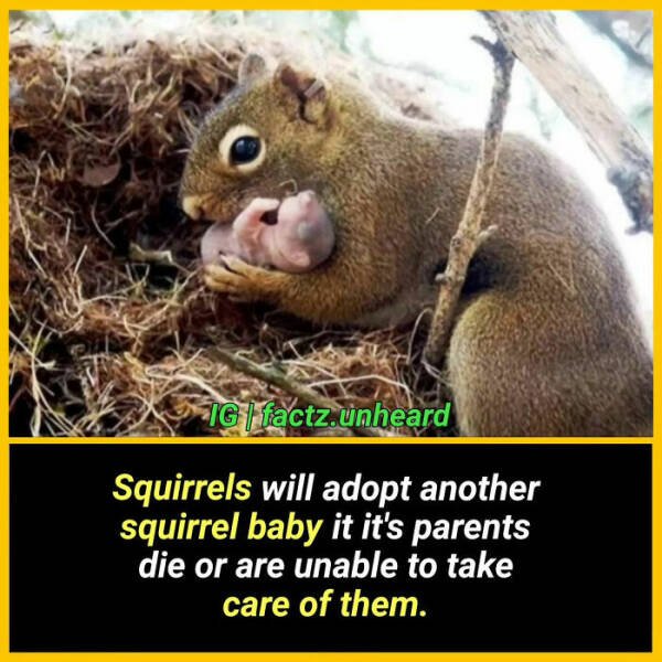 Random Facts (24 pics) Random Facts (24 pics)