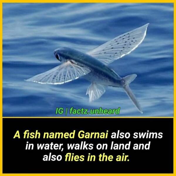 Random Facts (24 pics) Random Facts (24 pics)