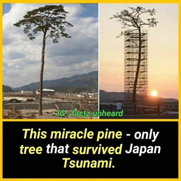 Random Facts (24 pics) Random Facts (24 pics)