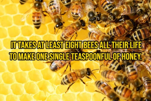 Random Facts (16 pics) Random Facts (16 pics)