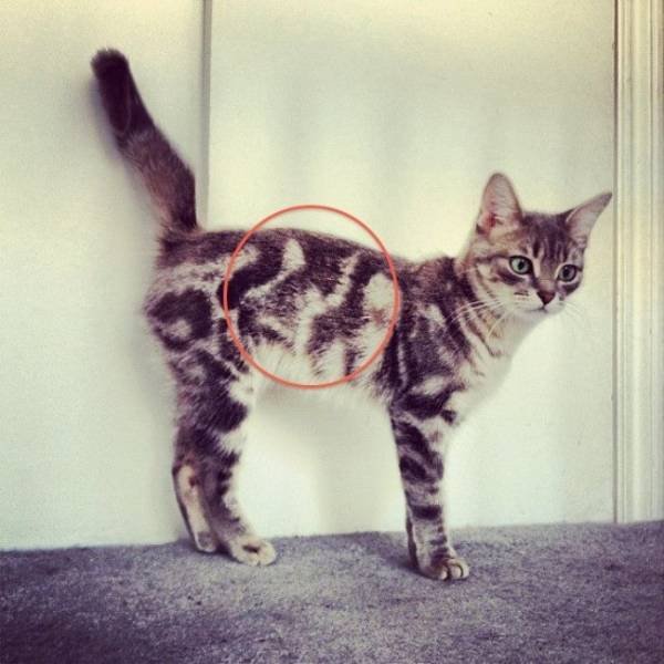 Unexpected Coincidences (72 pics)