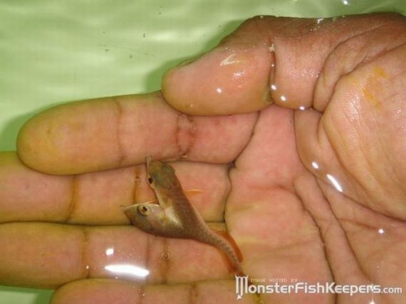 Two-headed fish. Wow! (6 pics + video)