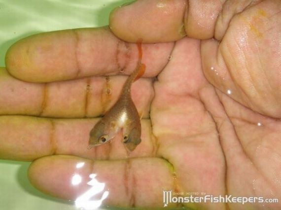 Two-headed fish. Wow! (6 pics + video)