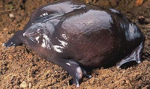 One of the rarest frogs in the world (12 pics + video)