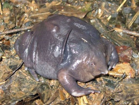 One of the rarest frogs in the world (12 pics + video)