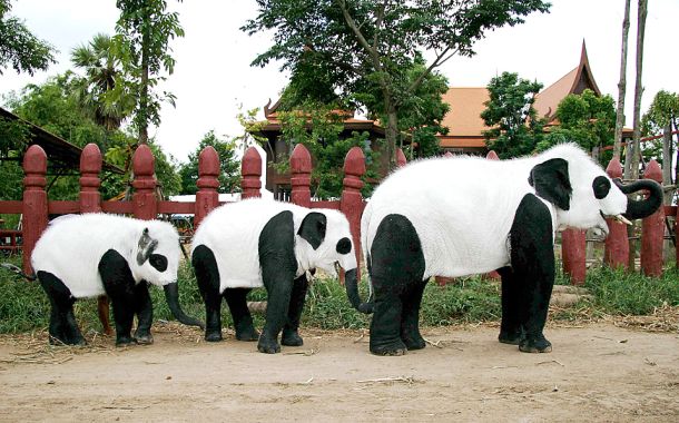 Elephant? Panda? What is this? (11 pics)