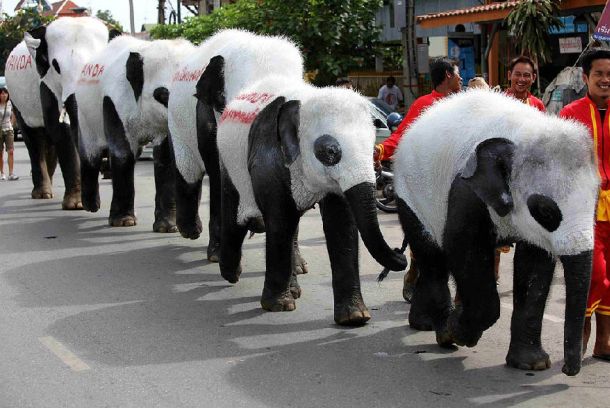 Elephant? Panda? What is this? (11 pics)