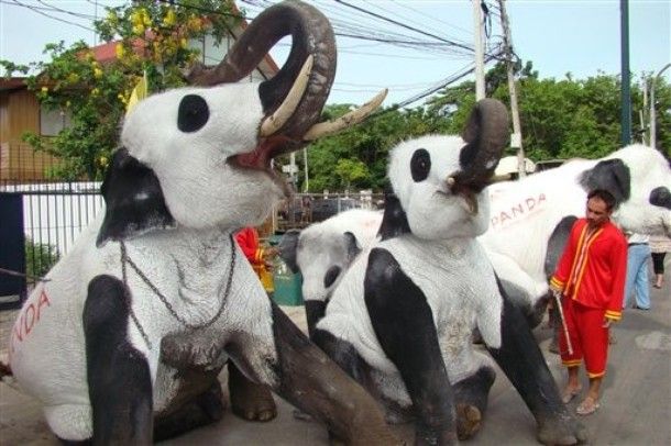 Elephant? Panda? What is this? (11 pics)