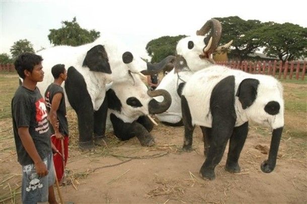 Elephant? Panda? What is this? (11 pics)