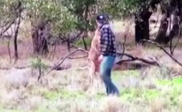 Guy Punches Kangaroo To Save His Dog From Being Strangled