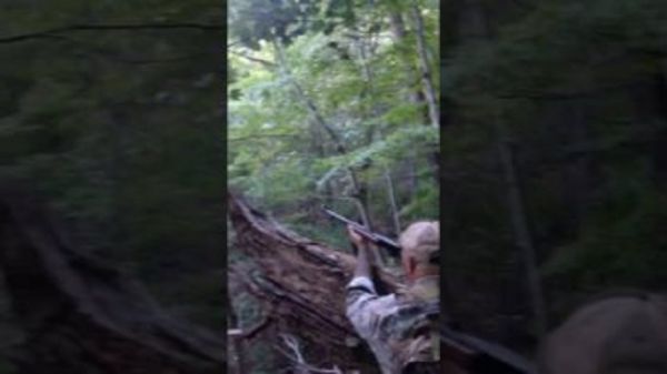 Black Bear Gets The Drop On Hunter After Being Shot Out Of A Tree