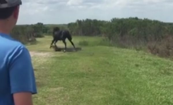 Watch This Horse Attack A Gator!