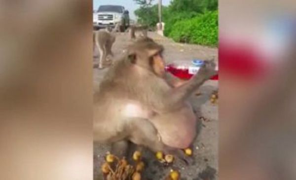 See The World’s Fattest Monkey