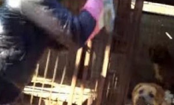 Outrage Spreads Over Heartbreaking Footage From Korean Dog Meat Factory