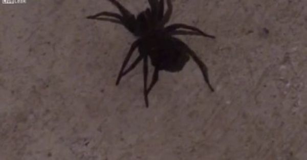 Man Kills Spider Only to Reveal 100s More