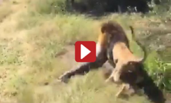 Video Shows Safari Owner Attacked By A Lion