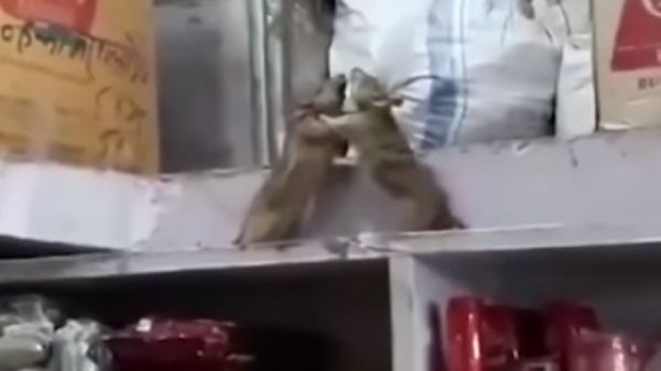 Kitchen Rats Fight It Out To Chefs Horror